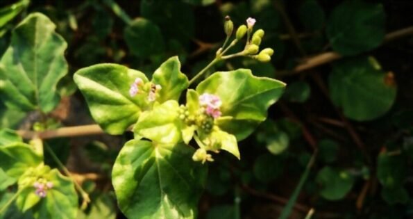 WHAT IS PUNARNAVA, BENEFITS, USES AND SIDE EFFECTS